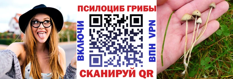 Псилоцибиновые грибы Psilocybine cubensis  где найти наркотики  Венёв 